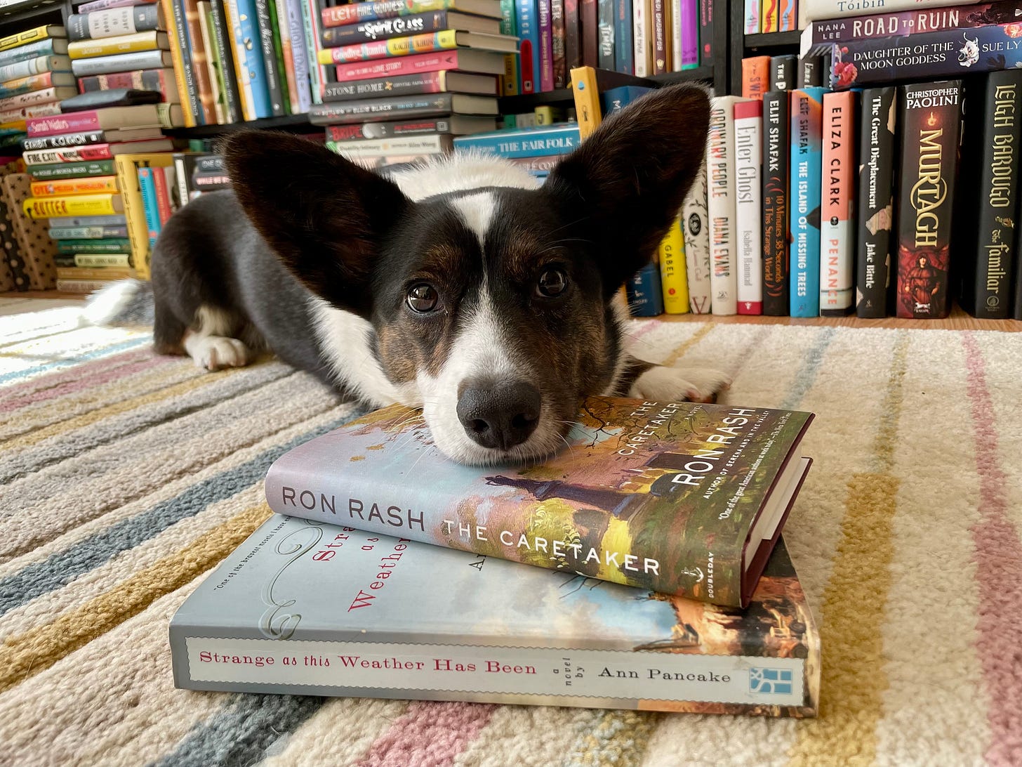 a photo of Gwen, a black and white Cardigan Welsh Corgi, sitting on a rug with her head lying on a stack of books a photo of Gwen, a black and white Cardigan Welsh Corgi, sitting on a rug with her head lying on a stack of books