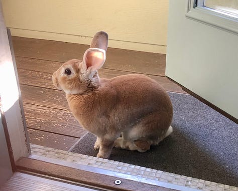 Rabbit