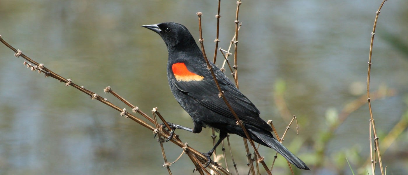 Birds of Brooklyn: Red-Winged Blackbird - Brooklyn Botanic Garden