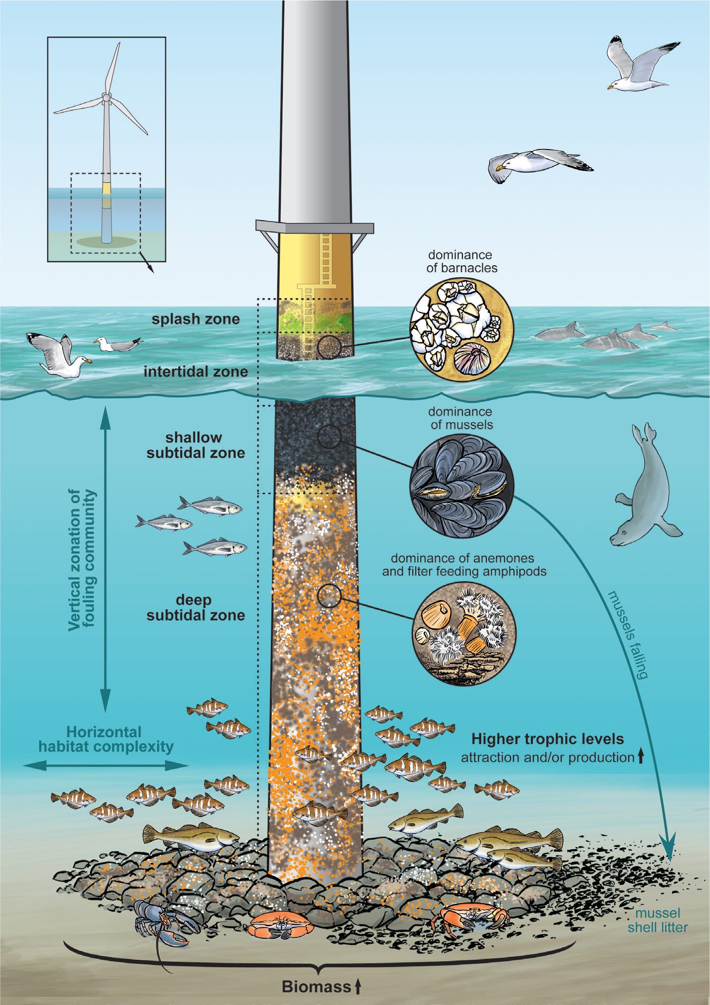 Offshore Wind Farm Artificial Reefs Affect Ecosystem Structure and  Functioning: A Synthesis | Oceanography