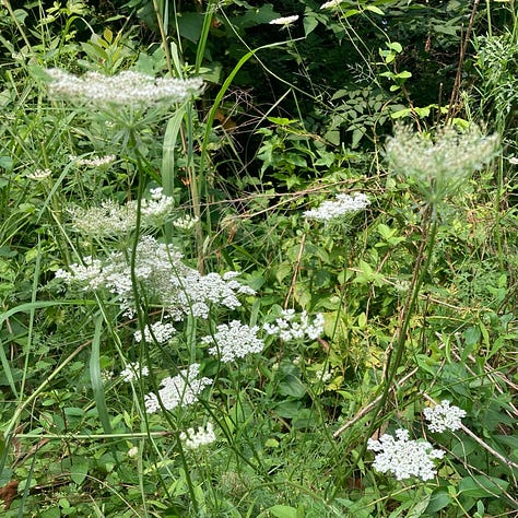 wildflowers on the Crabtree Creek Trail