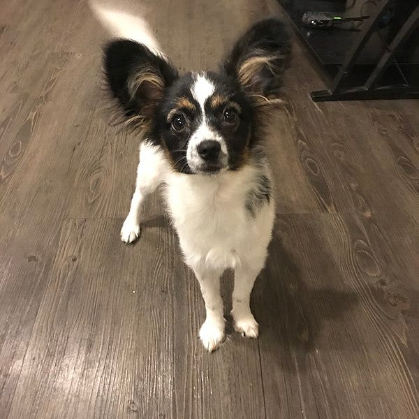 File:Tricolor Papillon puppy.jpg