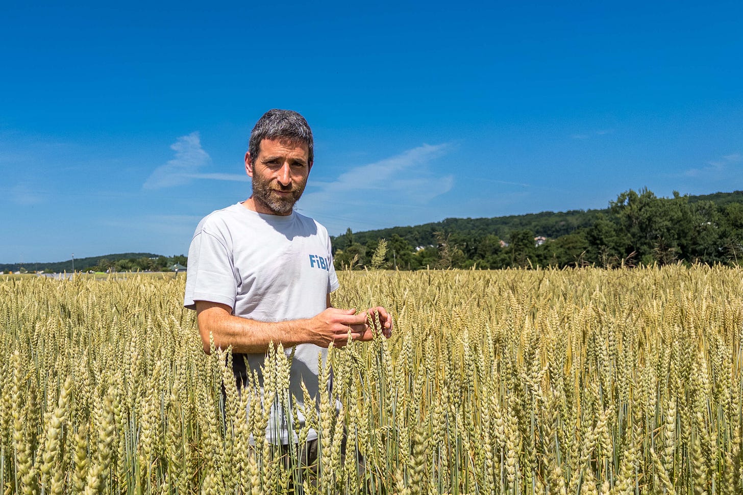 Hans-Martin Krause, Co-Leiter des DOK-Versuches, steht im grauen T-Shirt mit FiBL-Logo in einem reifen Weizenfeld und hält eine Ähre in der Hand; im Hintergrund sind Wald und Hügel unter klarem blauem Himmel zu sehen. Hans-Martin Krause, Co-Leiter des DOK-Versuches, steht im grauen T-Shirt mit FiBL-Logo in einem reifen Weizenfeld und hält eine Ähre in der Hand; im Hintergrund sind Wald und Hügel unter klarem blauem Himmel zu sehen.