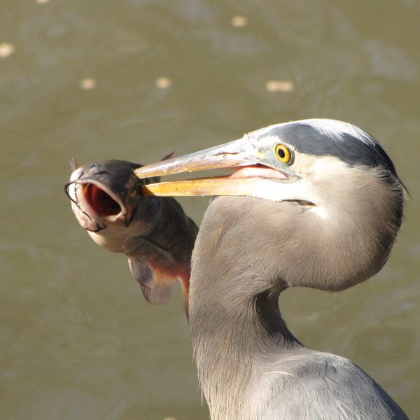 Possum’s Newsletter