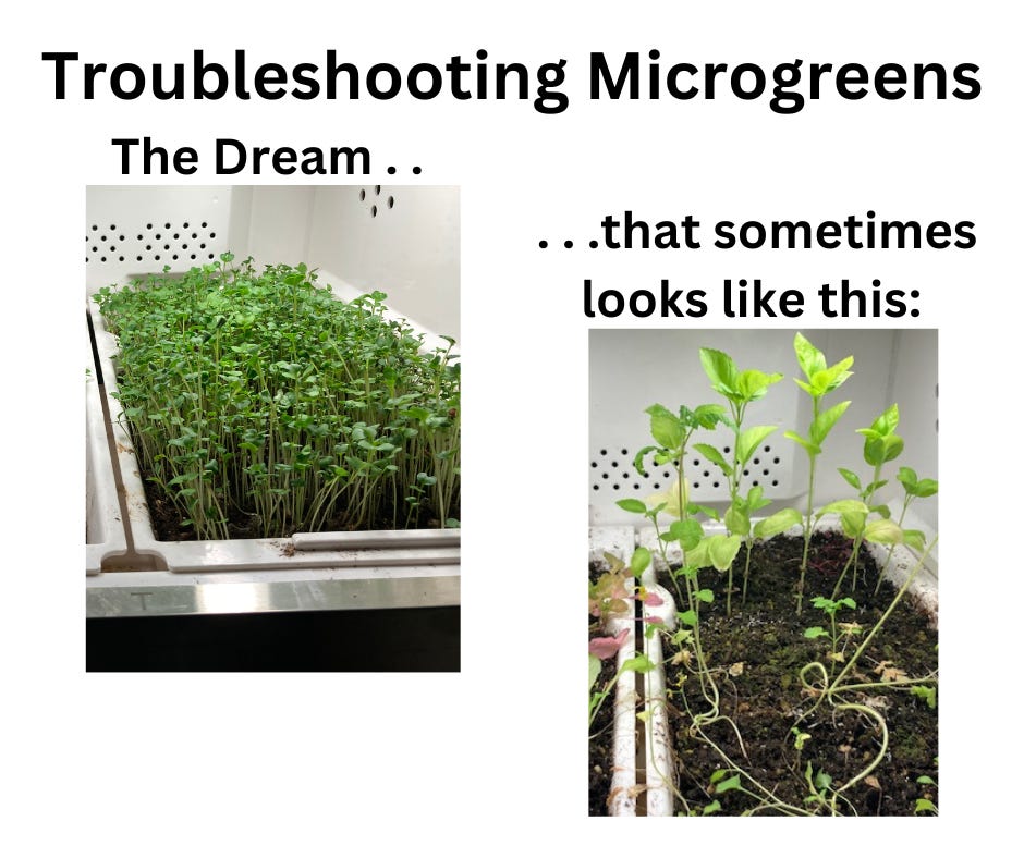 carpet of microgreens contrasted to a sparse and spindly tray of greens carpet of microgreens contrasted to a sparse and spindly tray of greens