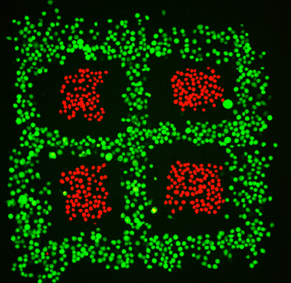 In The Sight of the Unwise