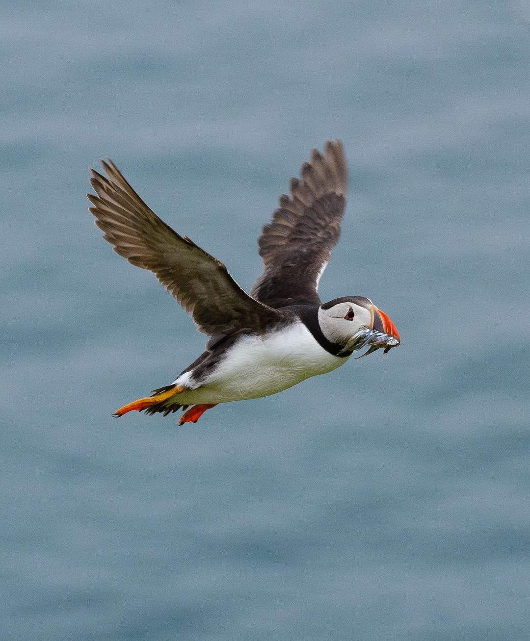 Flying puffin