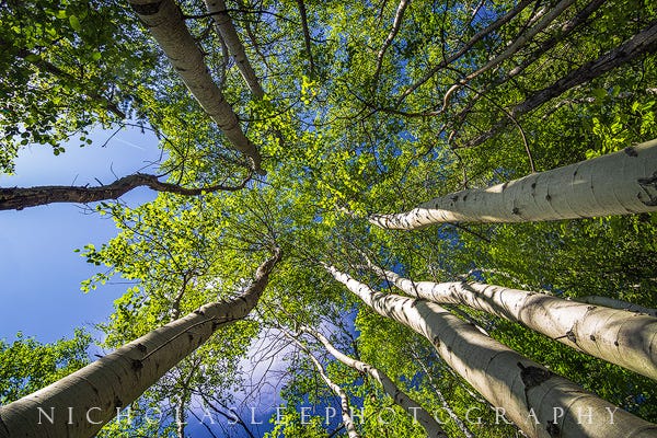 looking up