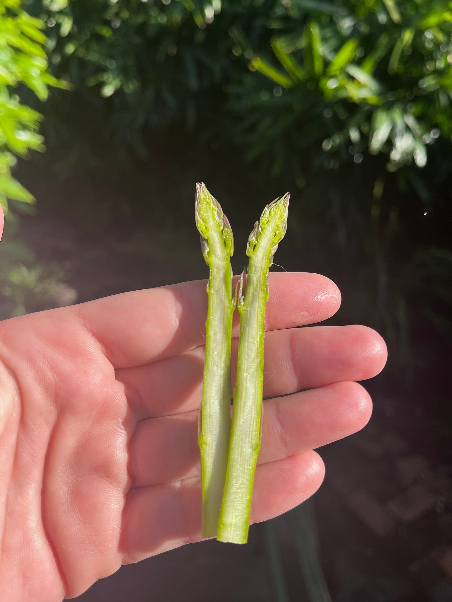photo of asparagus spear cut in half lengthways