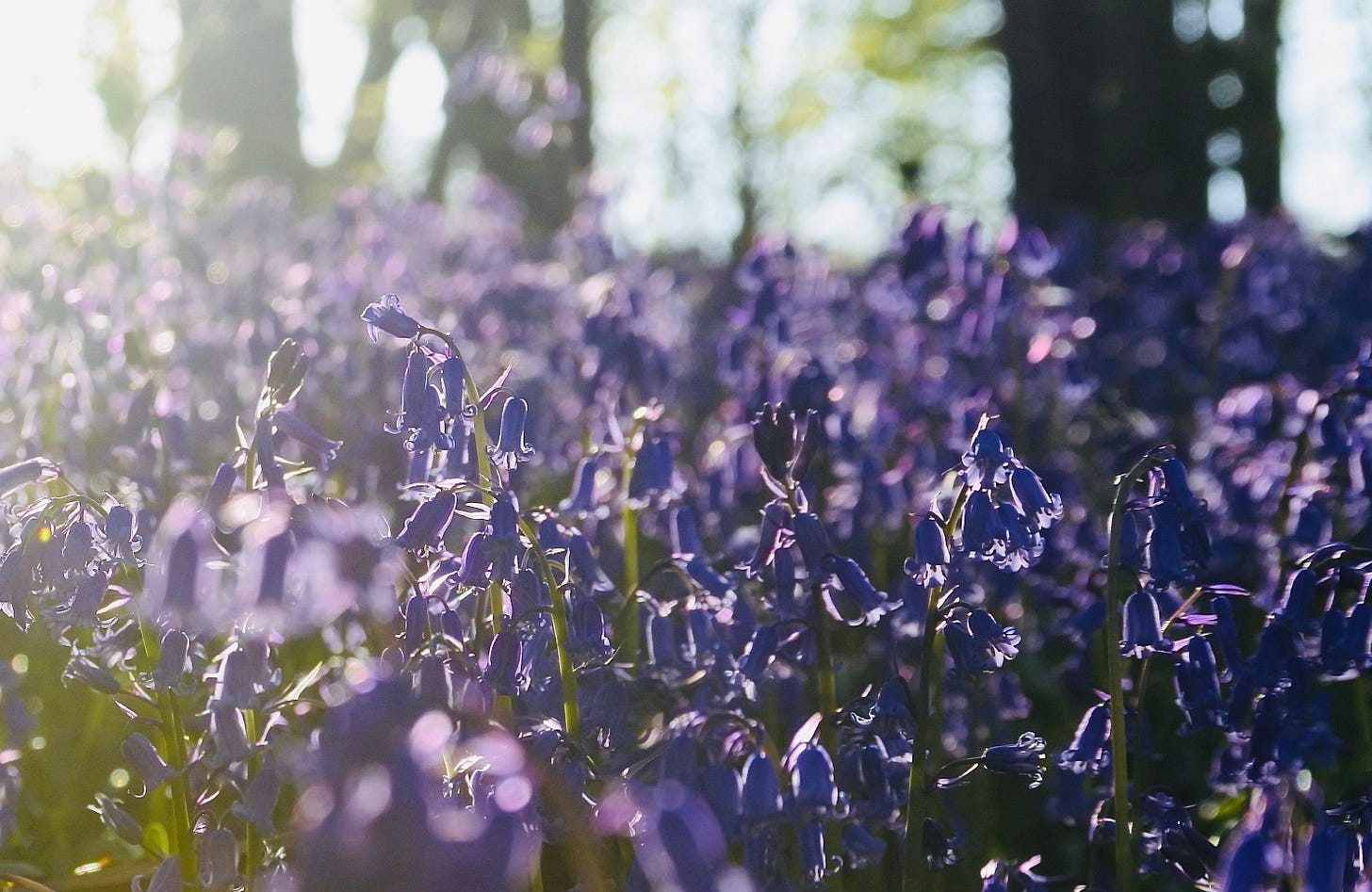 A landscape transformed into a carpet of bluebells.