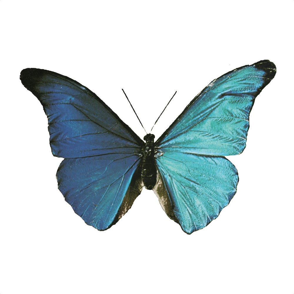 The Copenhagen Interpretation