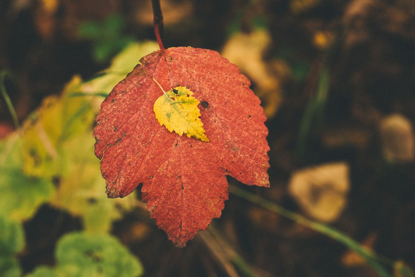 A yellow leaf on a bigger red leaf.