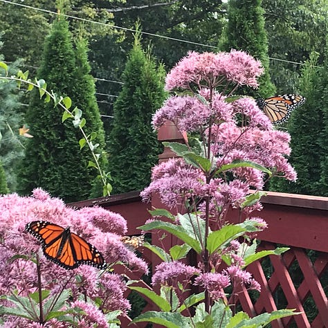 Triptych: Each contains large pink flowers and at least one winged black and orange butterfly