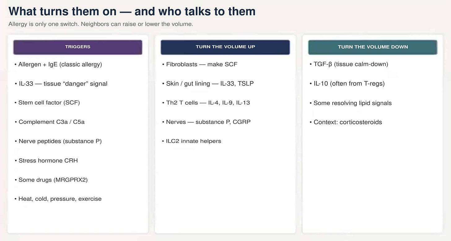 What turns mast cells on and who talks to them - triggers, volume up, volume down