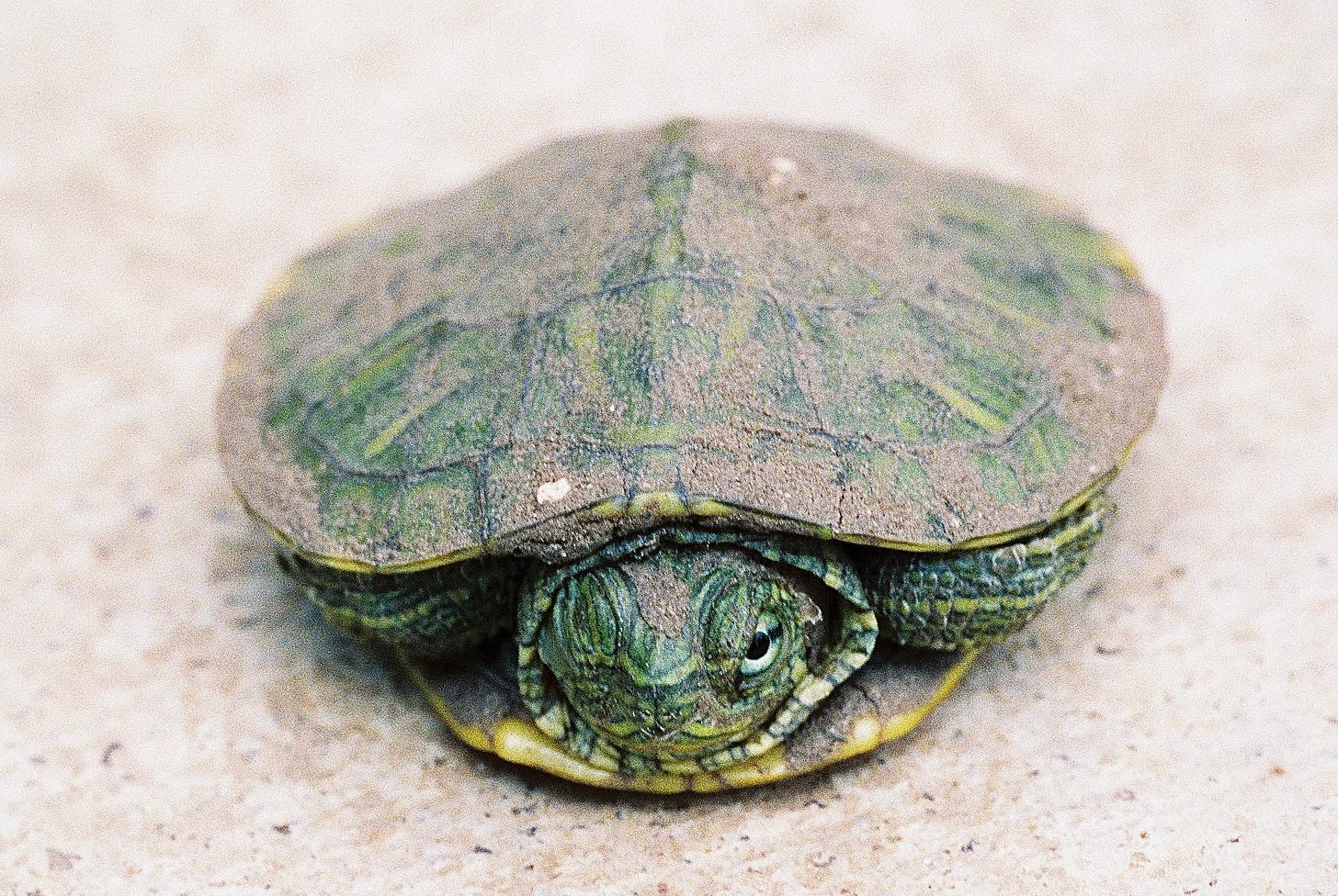 Baby turtle covered in sand