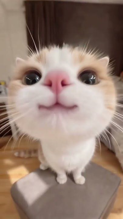 This may contain: an orange and white cat sitting on top of a table with it's eyes wide open