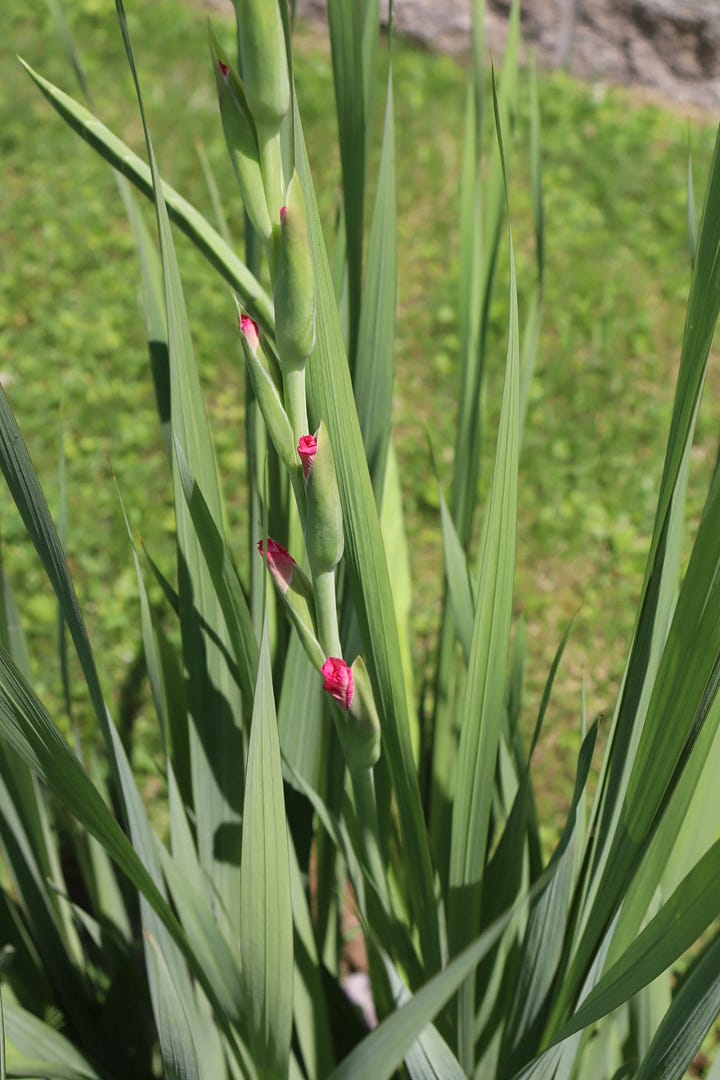 pink gladiolas about to bloom