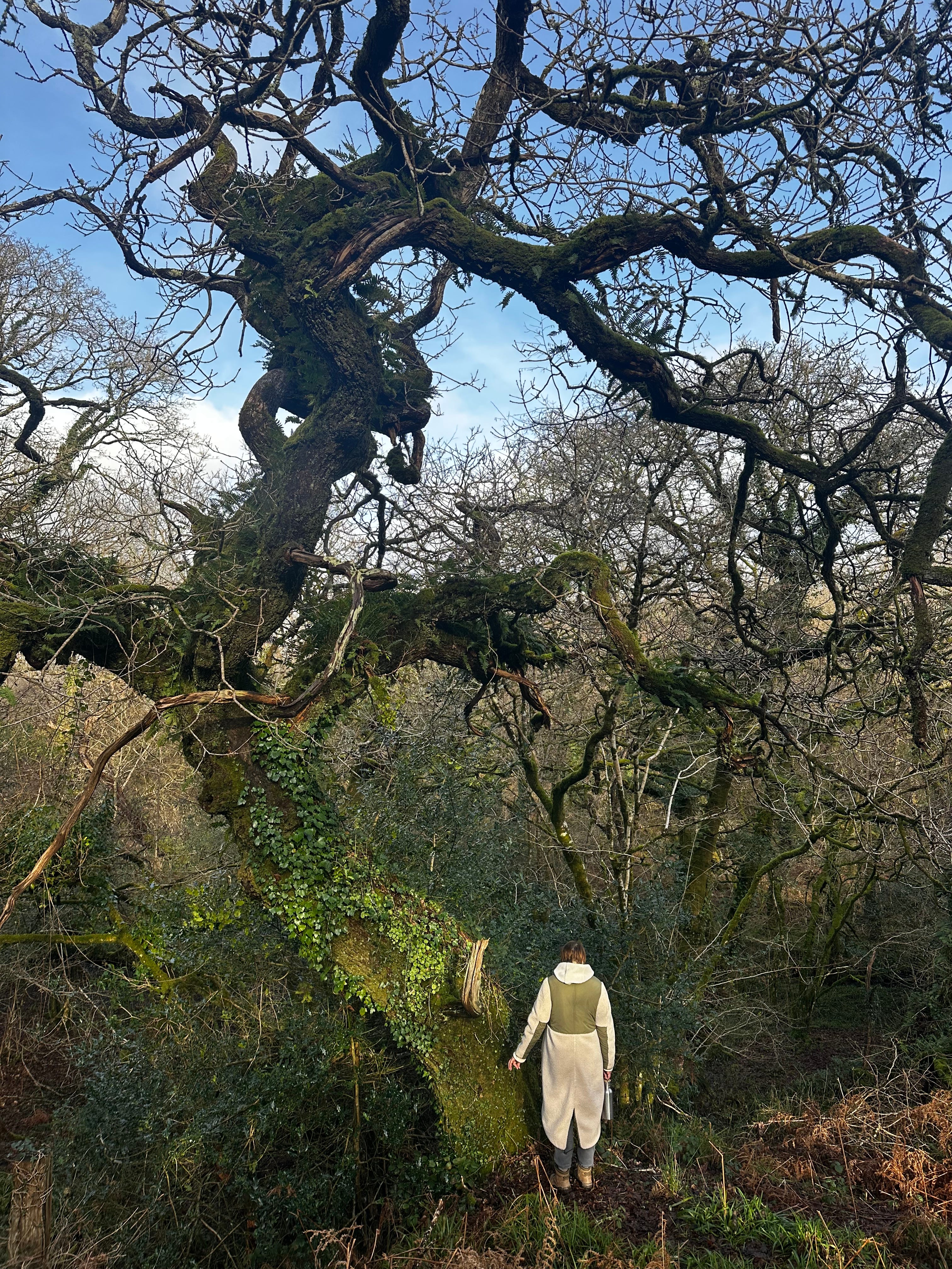 Notes from Cornwall after Storm Goretti - by Tom Sparrow