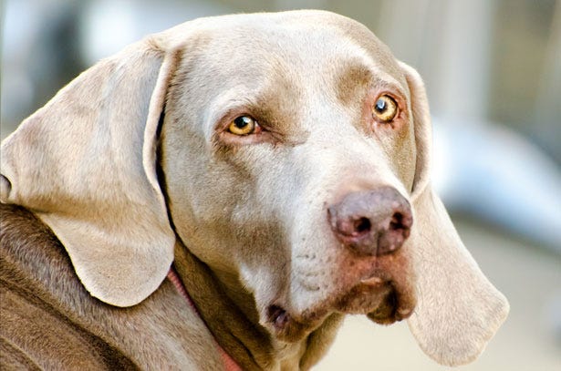 Dog Free Stock Photo - Public Domain Pictures