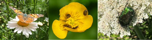 Other critters on flowers