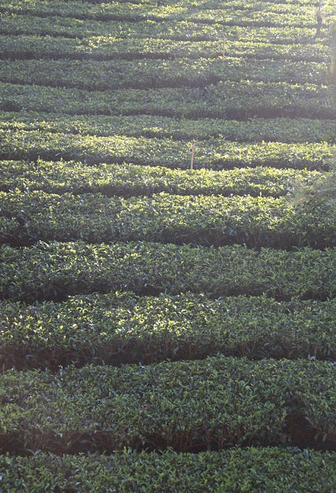 Images which show close-cropped rows of tea bushes with taller trees amongh them, as described in the text. Some are in full sun, some in evening light and some on the mist