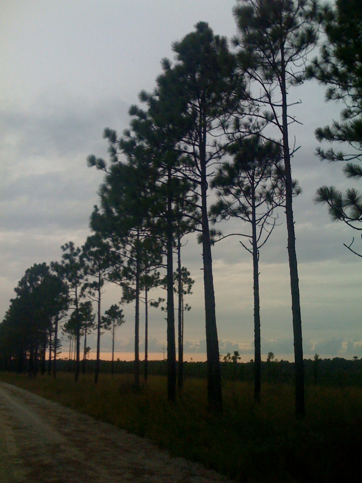 A line of pine trees against an open setting sun