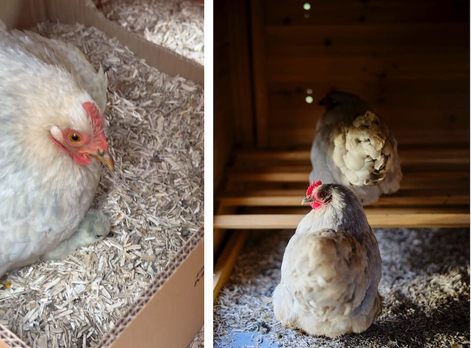 Lavender Pekin chicken hatching chicks