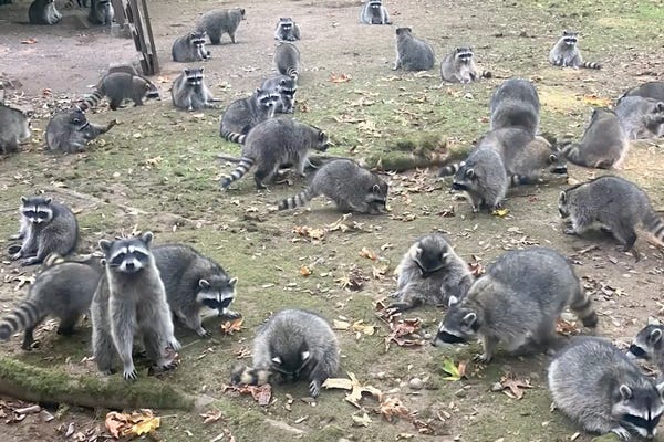 Over thirty raccoons can be seen on a patch of land with one on the left raised up on their hind legs and looking directly at the camera.