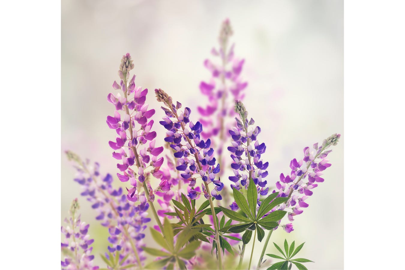lupines