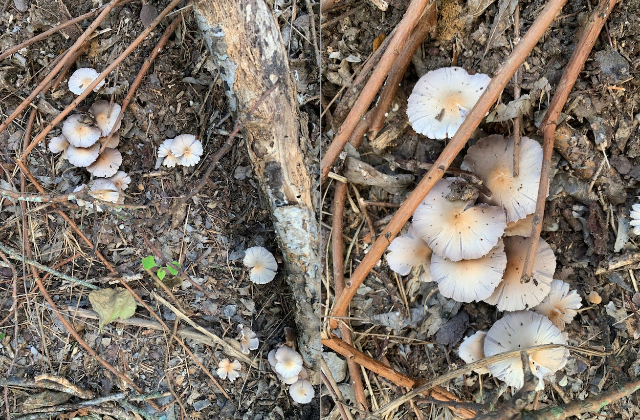 Desperately Seeking Fungi - by Chuck Eddy - Poplar Mucilage