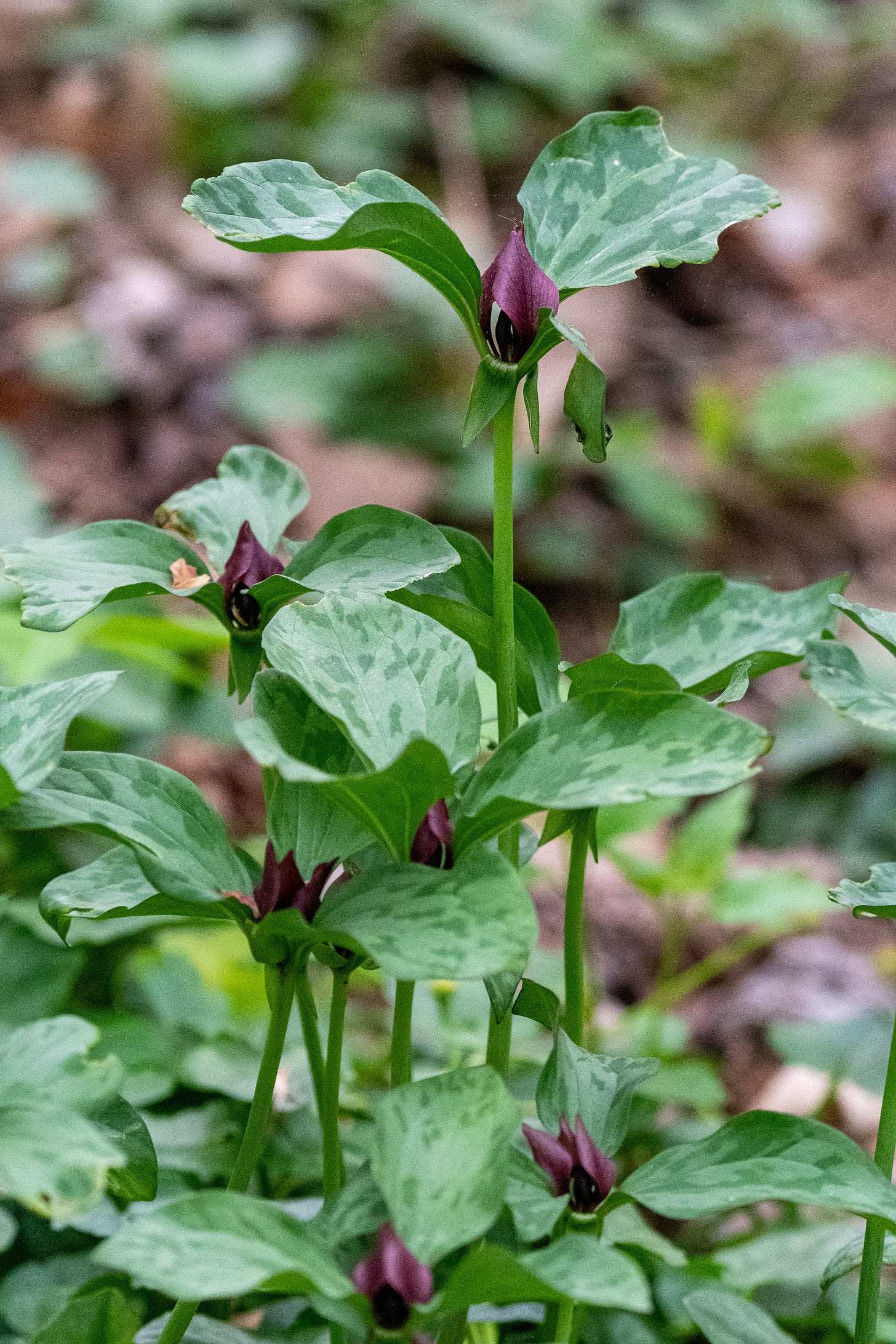 Dark purple flowers of trillium, petals still closed