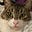 Sphinxy's avatar