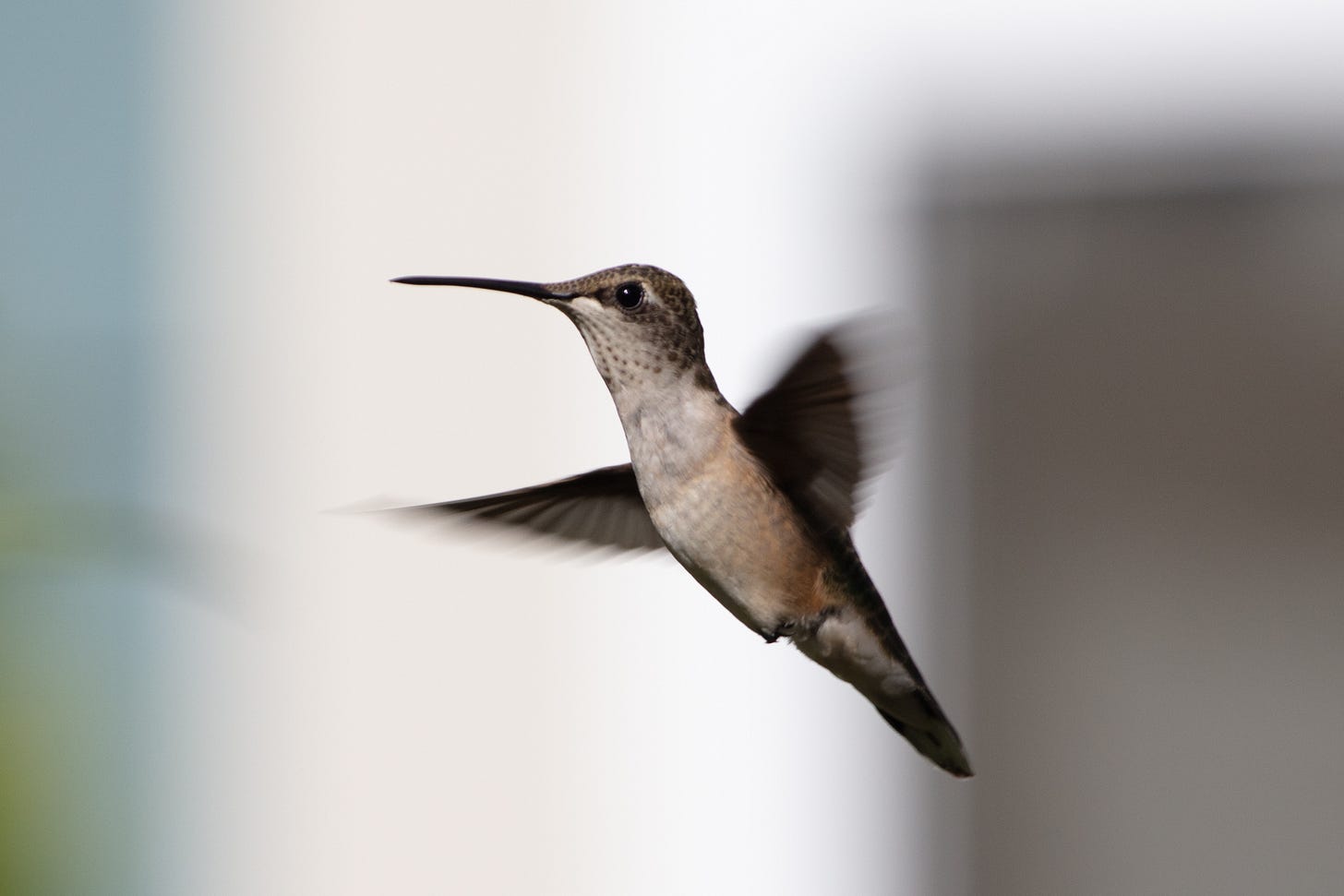 A hummingbird hover in the air in front of a house