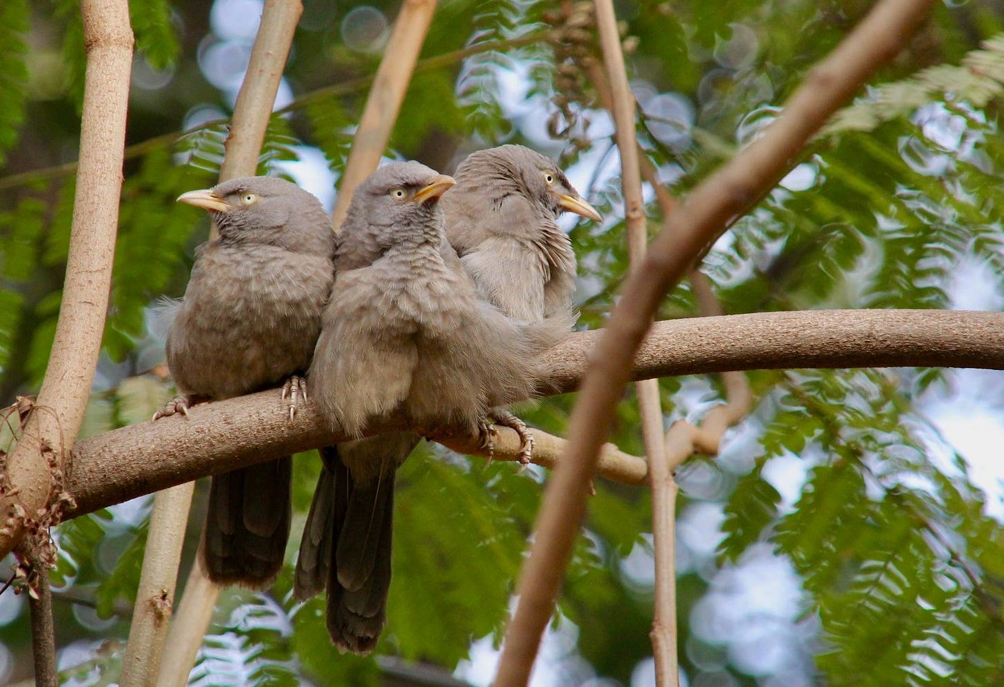A group of birds sitting on a branch

AI-generated content may be incorrect.