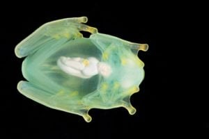 A sleeping glassfrog