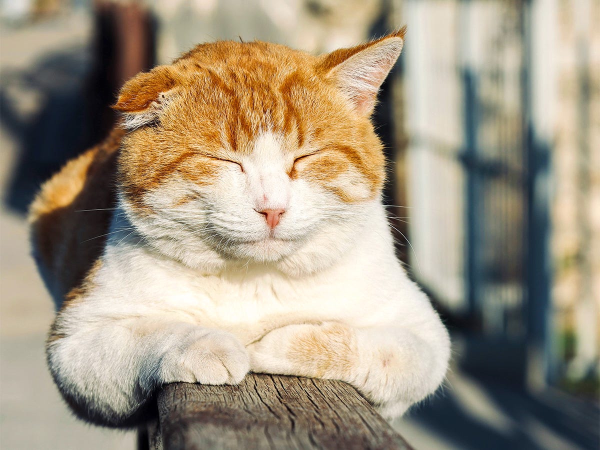 Orange & White Cat