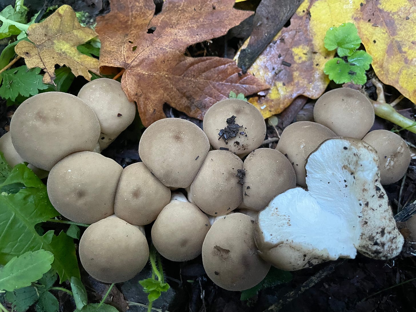 Tofu of the woods (Apioperdon pyriforme)