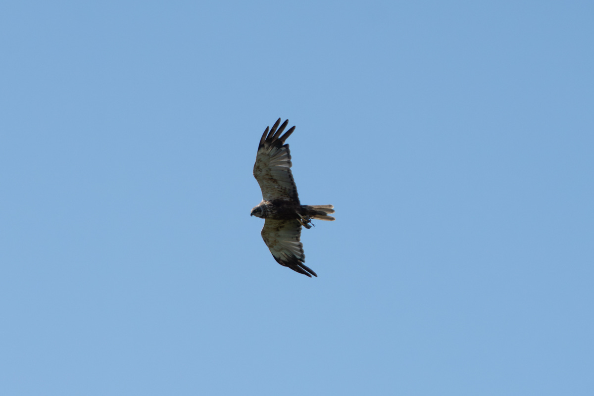 A large bird of prey with a dark eye mask and collar, black wing tips and a dead bird in its claws flies through blue sky A large bird of prey with a dark eye mask and collar, black wing tips and a dead bird in its claws flies through blue sky