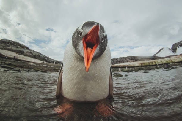 30+ Antarctica Gentoo Penguin Shouting Stock Photos, Pictures &  Royalty-Free Images - iStock