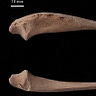 Anthropology.net