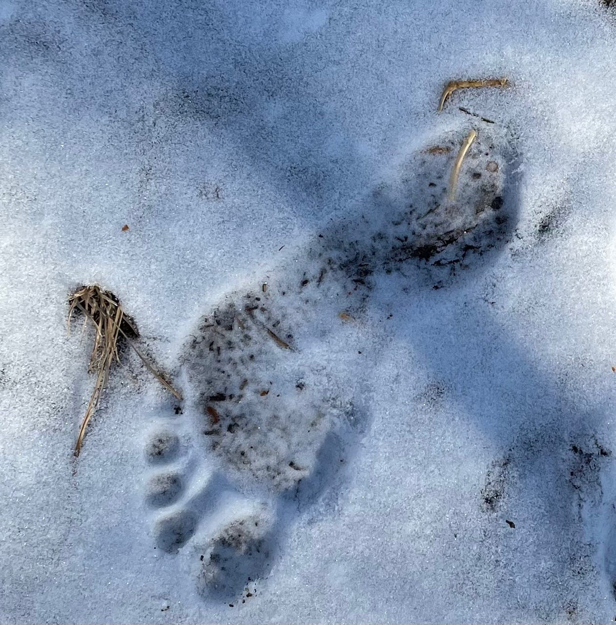 barefoot print in snow