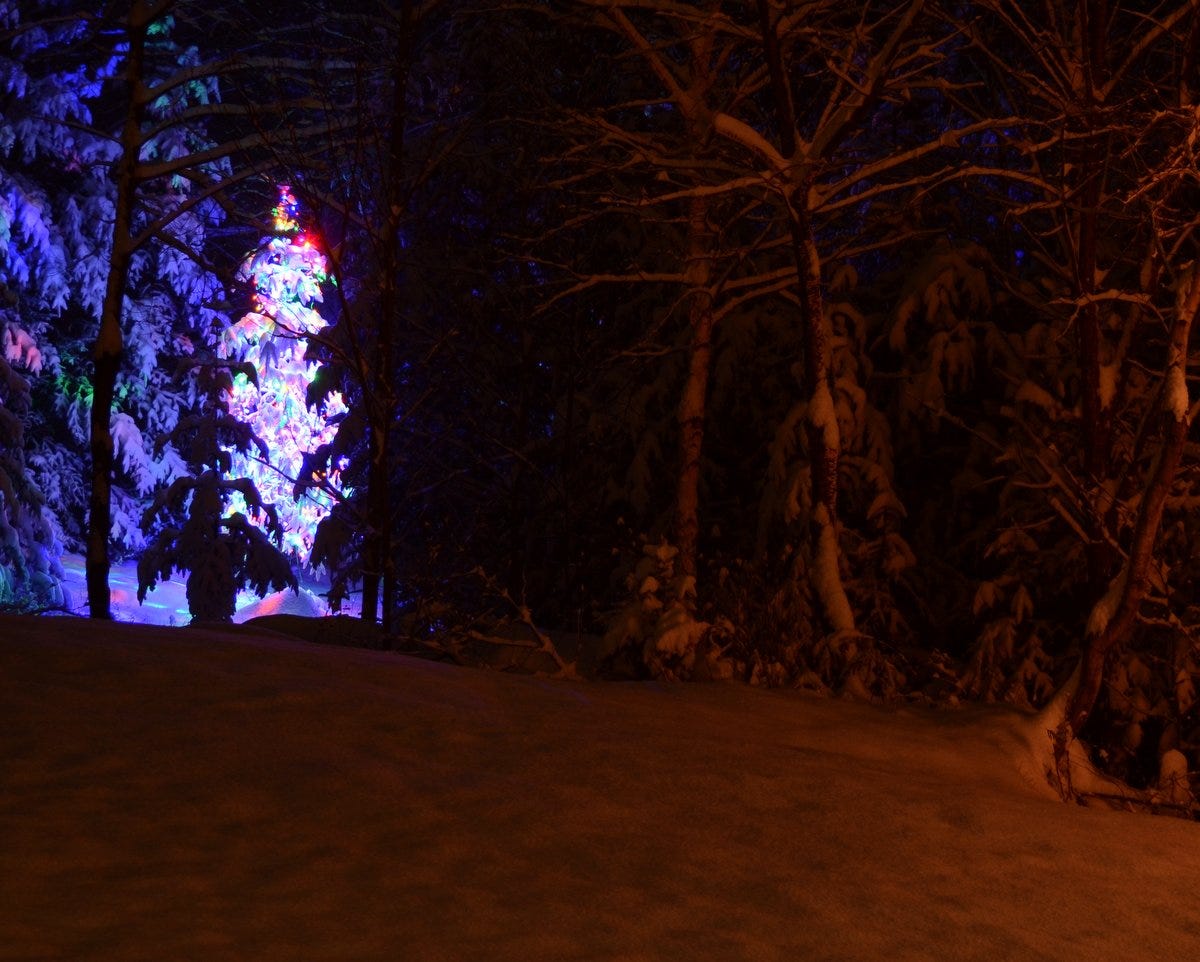 Lit Christmas tree in woods