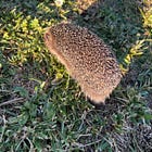 La mia storia (e quella di Pepita)