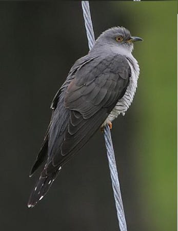 Coucou gris perché sur une branche d'arbre