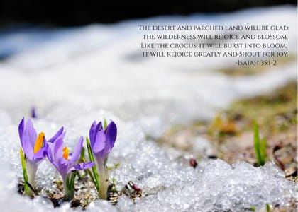 Image of a crocus with Isaiah 35:1-2 verses 