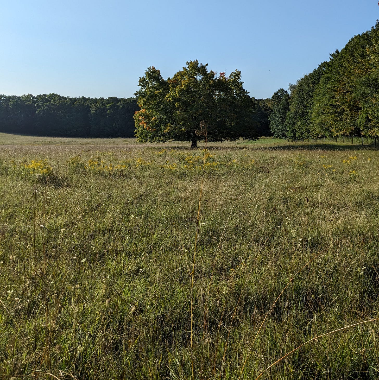 Large maple tree in field with some orange leaves mixed in with the green