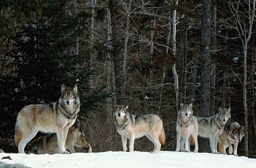 grey wolves (canis lupus) in snow-covered landscape, canada - wolf stock pictures, royalty-free photos & images grey wolves (canis lupus) in snow-covered landscape, canada - wolf stock pictures, royalty-free photos & images