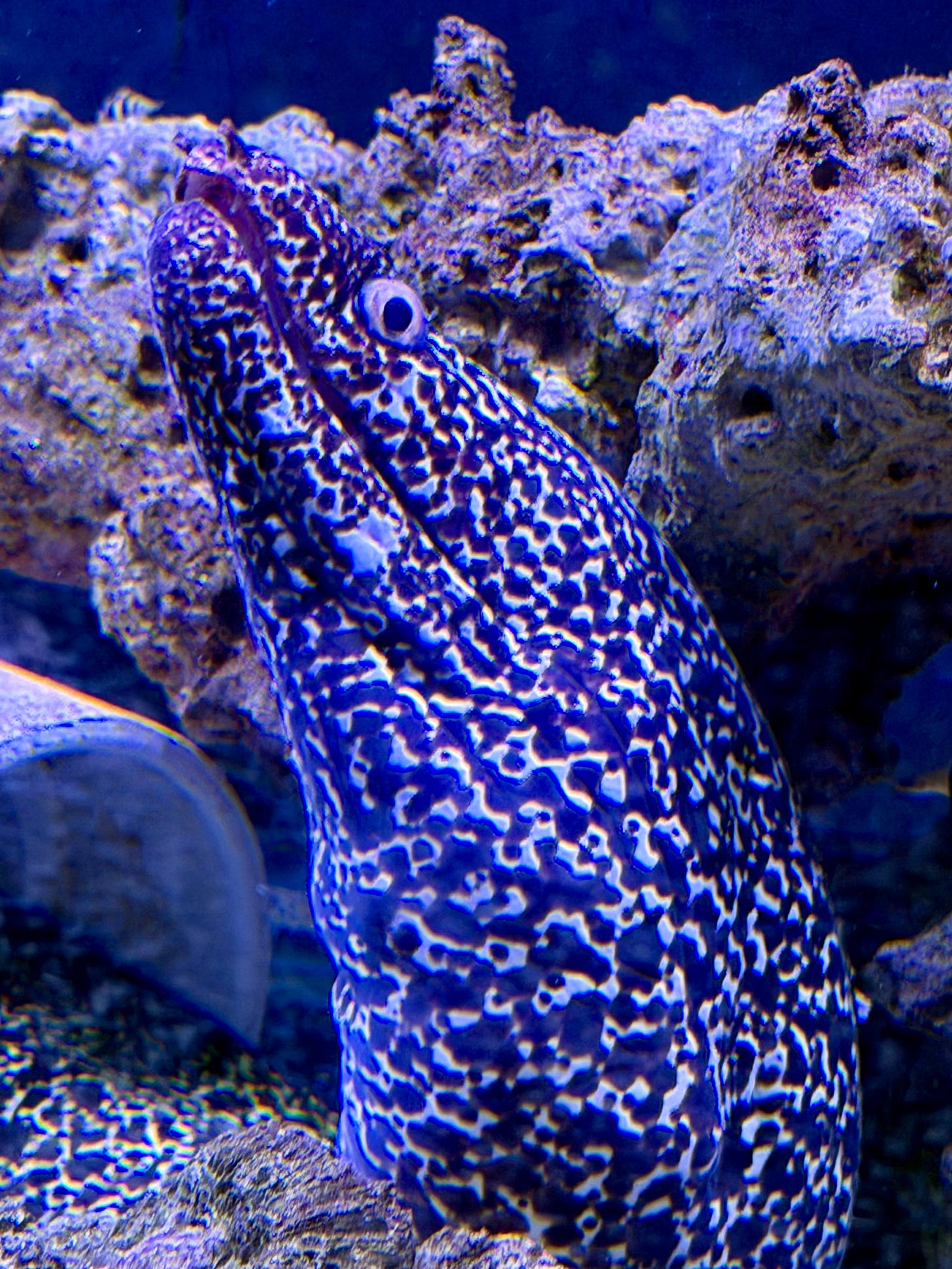 Close-up of Goobis, some sort of spotted eel looking creature (complimentary, adorable) Close-up of Goobis, some sort of spotted eel looking creature (complimentary, adorable)