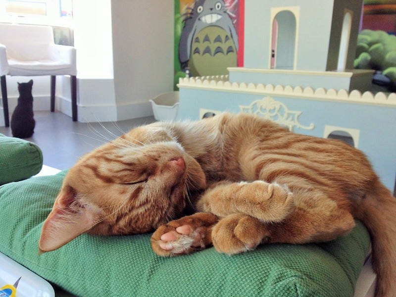 Ginger Cat Ginger Cat
