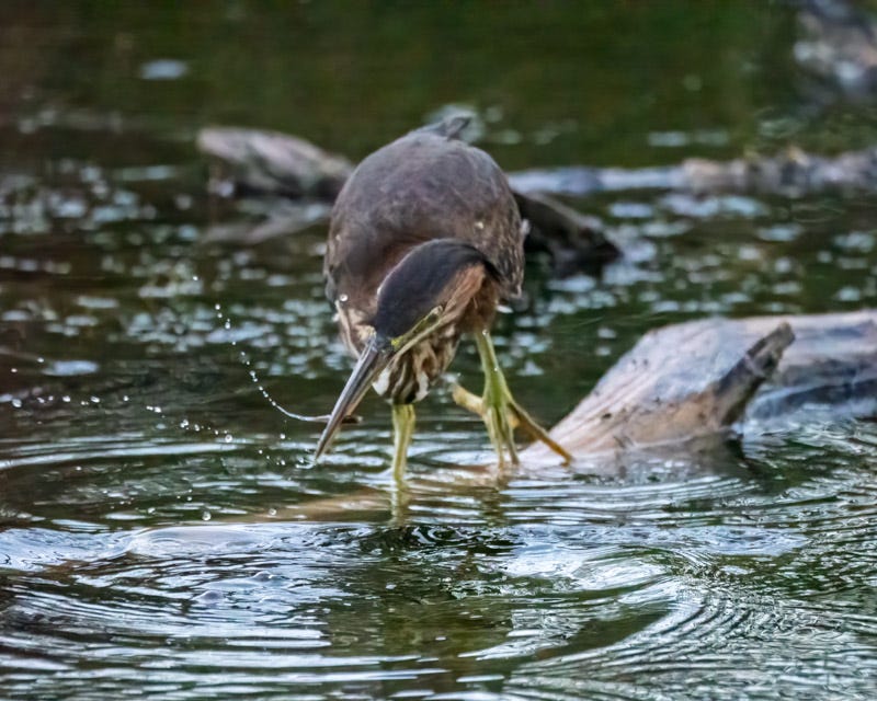 20260915-ElRio-409-Edit.jpg 20260915-ElRio-409-Edit.jpg